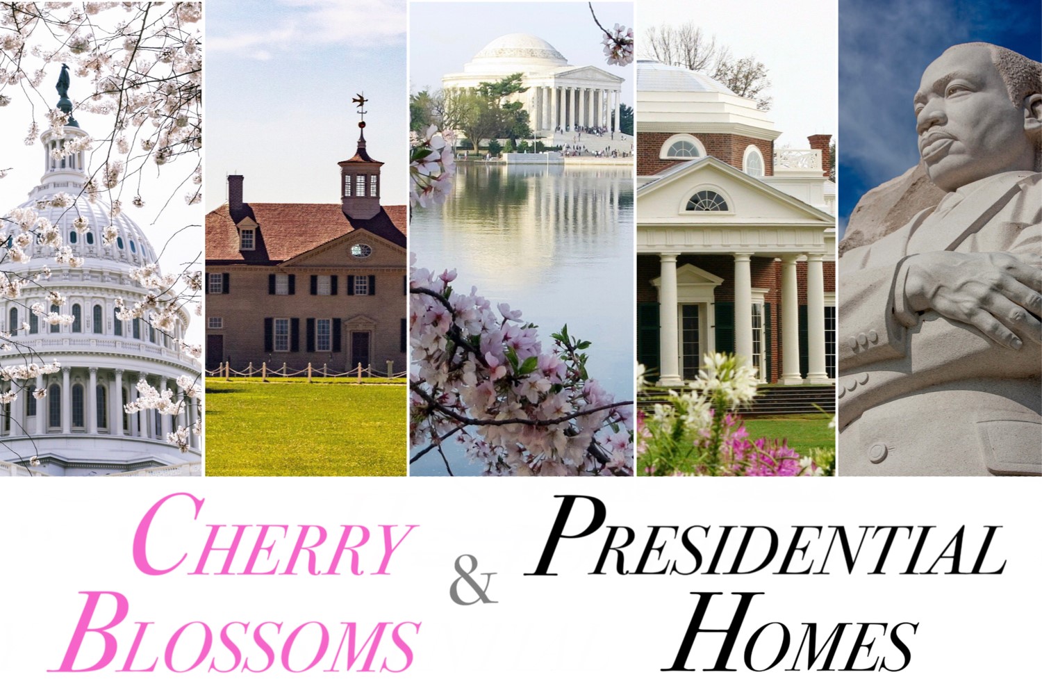 Cherry Blossoms & Presidential Homes - April 2 to April 6, 2023